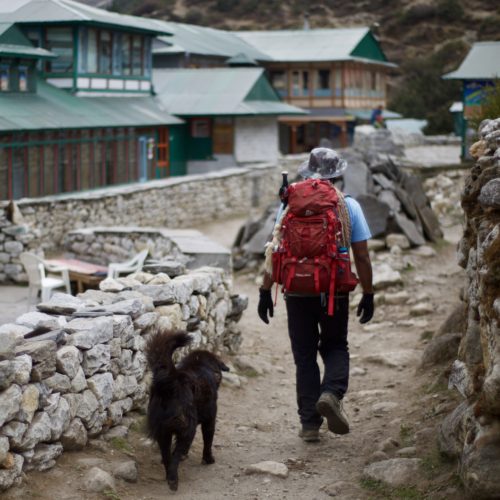 チベット犬と歩く